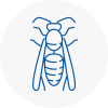 Paignton Wasp Nest Removal